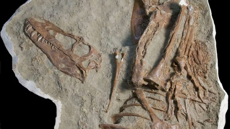 75 milyon yıllık T-Rex’in midesinde iki yavru dinozor fosili çıktı